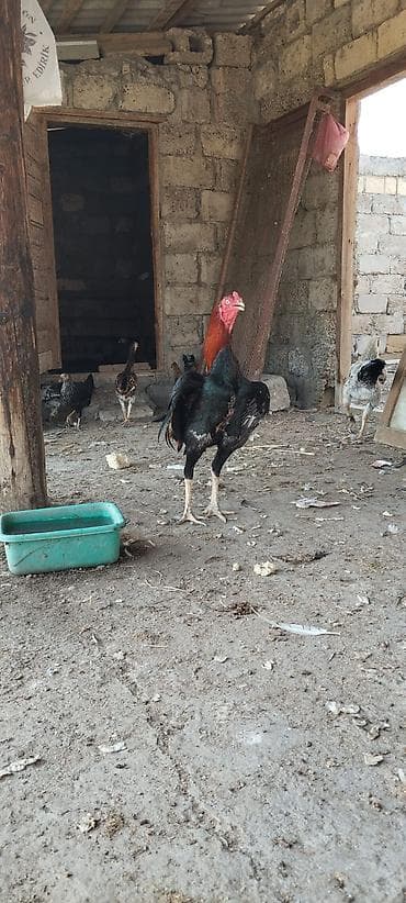 K/t heyvanları və malları: 11 aylıq heyratı bece satılır döyüş vıdyosu var yaxşı balada verır — 1