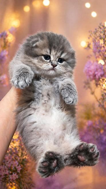 Şotland uzun tüklü