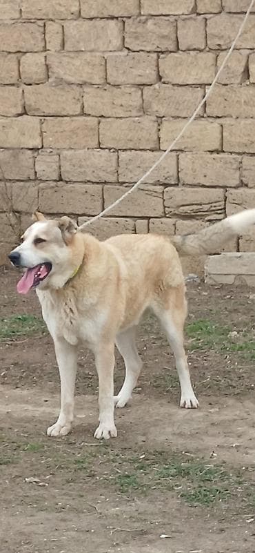 itler tap az: Qurdbasar, 8 ay, Erkek — 7