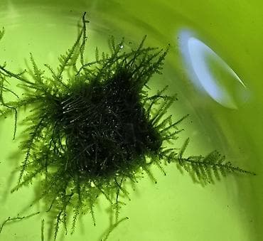 мох: Akvaryum üçün moxlar: Christmas moss və Taiwan moss - Paslanmayan — 3
