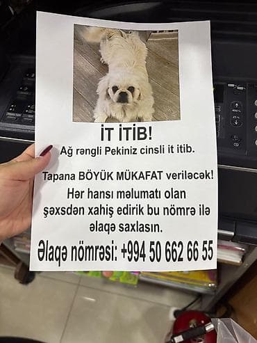 чобан ити: Pekines itib! ⚠️ DİQQƏT – NOVXANIDA İT İTİB! ⚠️ 11 iyun tarixində — 8