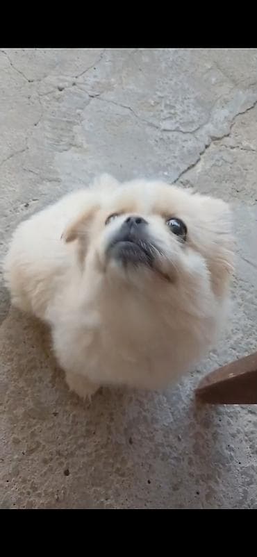 qara avçarka: Pekines, 3 ay, Erkek — 2