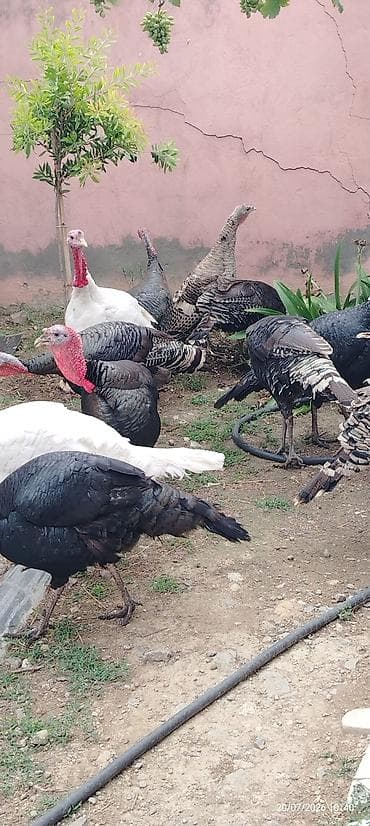 cin bildircin: Erkək, Damazlıq, Ödənişli çatdırılma — 4