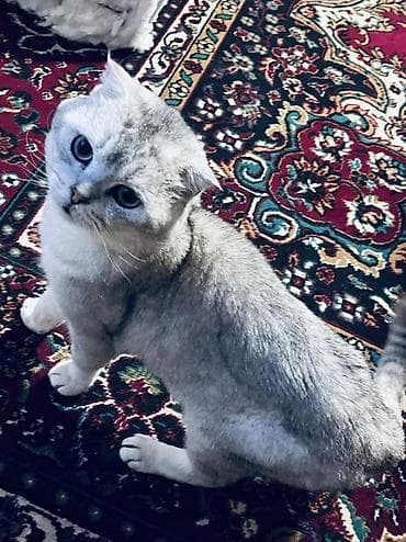 heyvan cantasi: Şinşilla — 2