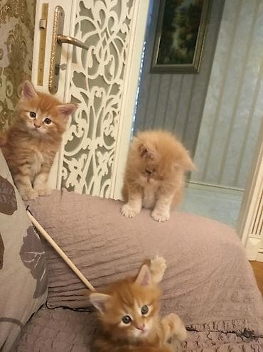 heyvanlar: Продаются котята 1 месячного возраста. Чистокровные майнкуны. За — 4