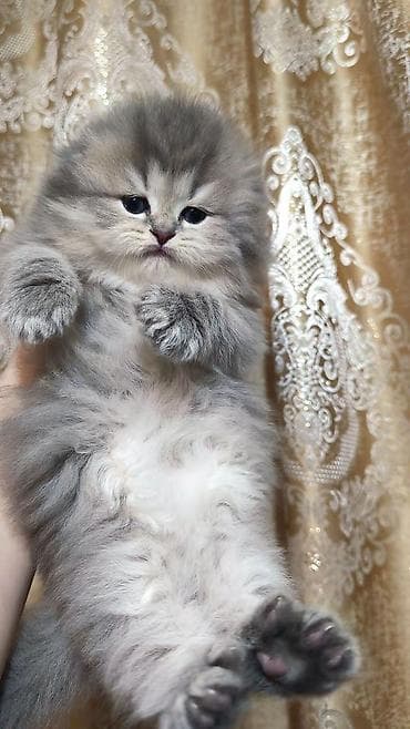 Şotland uzun tüklü