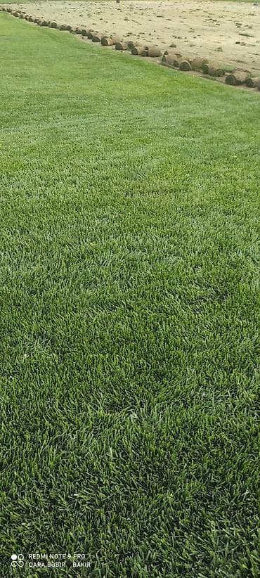sokuntu işləri: Canlı rulon qazon və landşaft yaşıllaşdırma xidməti Məhsul və xidmət — 1