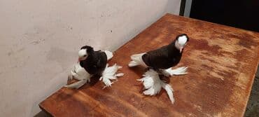 попугай ара цена: Satılır cütü 100 manat — 2