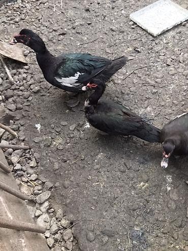 hid qusu: Muscovy ördəkləri və qarışıq yerli ördəklər satılır. Her qiymete var — 2