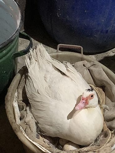 golden satışı: Muscovy (indo) ördək balaları – sarı tüklü, çəhrayı dimdikli, aktiv və — 5