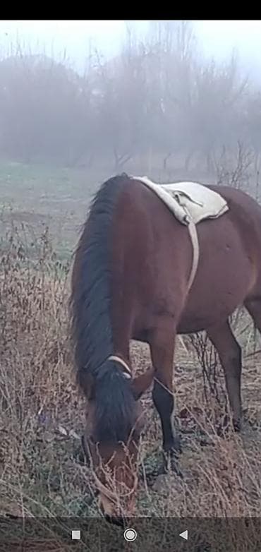 Птицы: Qəhvəyi rəngdə at – kənd təsərrüfatı işləri və minik üçün - Rəng — 5