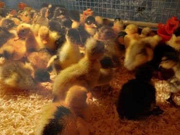 pinqivin ördək: Dişi, Damazlıq, Ünvandan götürmə, Pulsuz çatdırılma, Ödənişli çatdırılma — 5