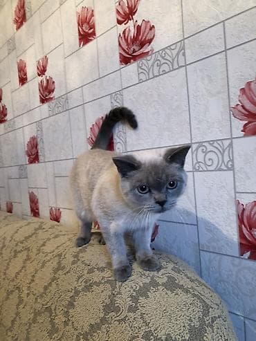 ev pisiyi satisi: Erkək — 2