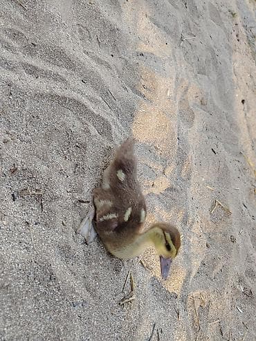 kənd heyvanları: Satılır: muskus ördək balaları (4-12 günlük) (indo-ducklings) lavanda — 2
