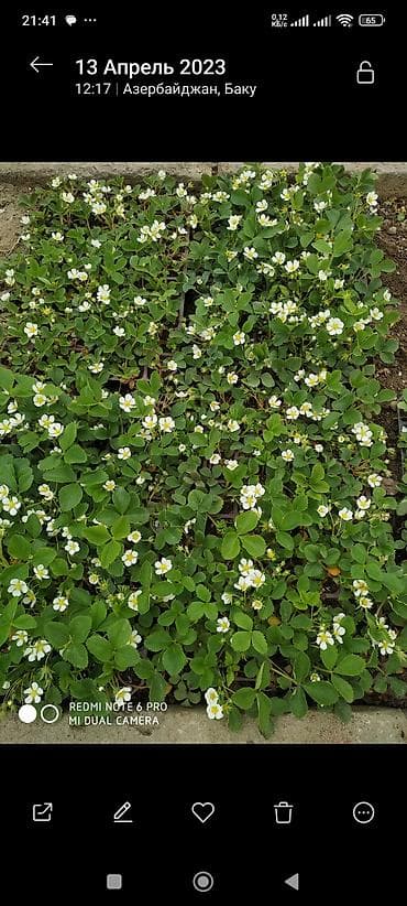 Çiyəlek stilleri(san andreas) - Növ: bağ çiyələyi (Fragaria ×