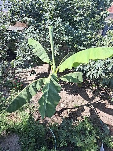 hilba bitkisi nedir: Banana ağacı (bar veren sort)– bağ üçün dekorativ bitki Bitki hazır — 2