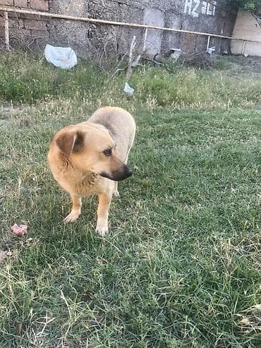 it xaski: İt – orta ölçülü, qısa tüklü, qum rəngli. - Bədən quruluşu yığcam — 1
