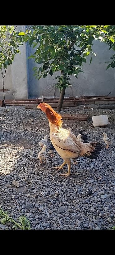 cat: Xoruz, il: 1, Pulsuz çatdırılma — 4