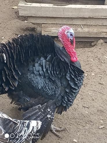 Digər heyvanlar: Erkək, Kanada, Ətlik, Ünvandan götürmə — 2