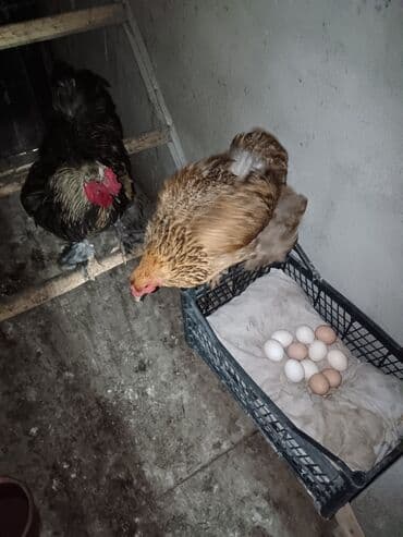 Bramo yumurtalaı-2azn