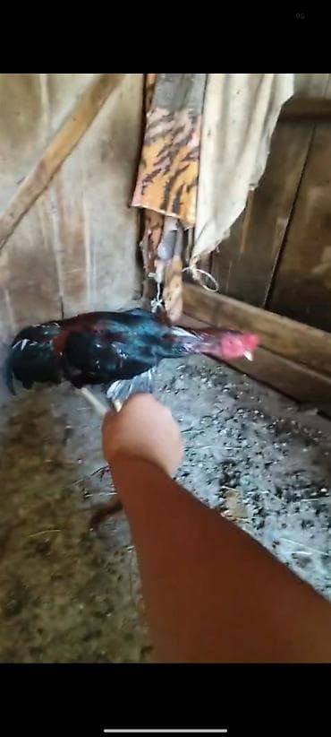layt brahma: Salam aleykum özüne cinsli qanlı heyvan axdaran buyurun prob videosu — 2