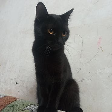 Heyvanlar üçün mallar: Yaxşı əllərə — 1