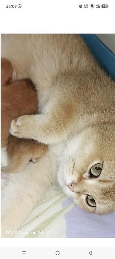 pişik baytarı: Qızıl şinşilla, Erkək, Dişi, Yaxşı əllərə, Ünvandan götürmə, Pulsuz çatdırılma, Ödənişli çatdırılma — 2