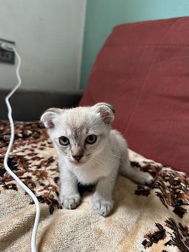 pişiy adları: Şotland yastı qulaq, Yaxşı əllərə — 3