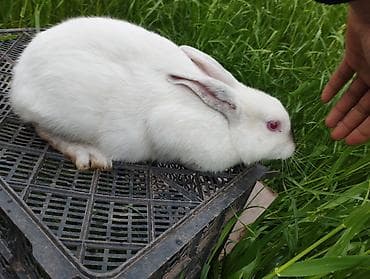 heyvanlar quşlar: Ağ rəngli ev dovşanı - Növ: Ev dovşanı - Rəng: Qar kimi ağ, burun — 5