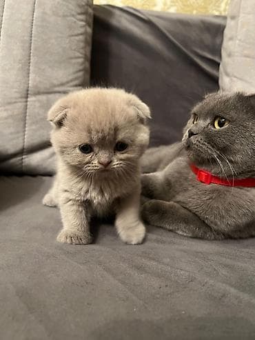 gene ucun derman: Şotland yastı qulaq, Erkək, Dişi, Yaxşı əllərə, Ünvandan götürmə, Pulsuz çatdırılma, Ödənişli çatdırılma — 2