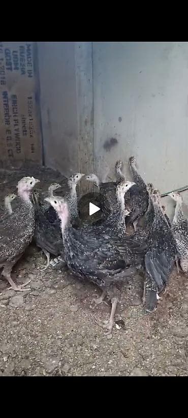 ev heyvanları satışı: 20 yədə 30 da var 14 ədədir real alicı yazsın amayacaqsızsa yazmayın — 1