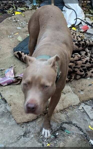 Pitbul, 1 ay, Dişi, Peyvəndli, Ödənişli çatdırılma