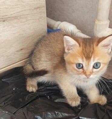 heyvan barınağı: Qızıl şinşilla, Dişi, Ünvandan götürmə — 5