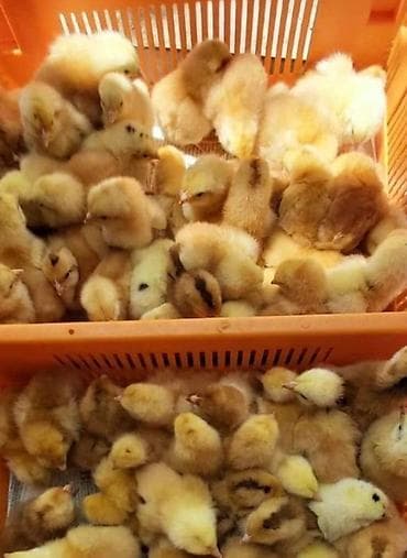 Toyuq cücələri, Damazlıq, Pulsuz çatdırılma