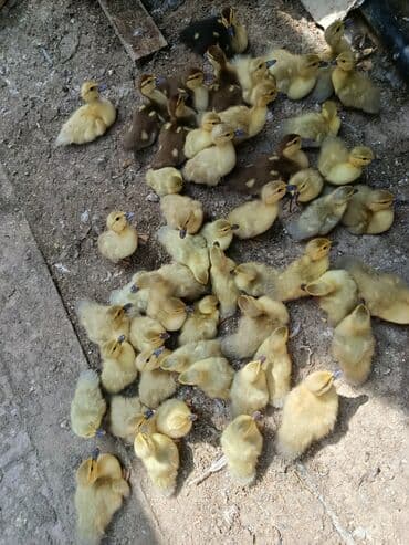 Audi: Temiz qan lavada ordey balaları datilir — 4