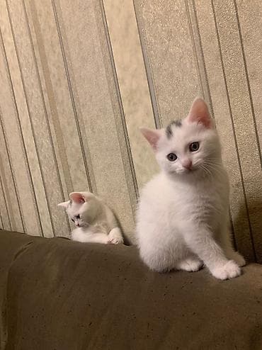 pişiy balası: Britan, Erkək, Dişi, Yaxşı əllərə, Ünvandan götürmə — 6