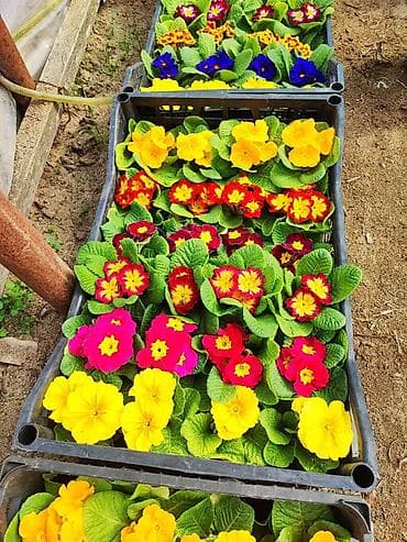 hemise bahar gulu: Rəngarəng mövsümi bəzək gülləri – istixanadan birbaşa Məhsul: - — 2