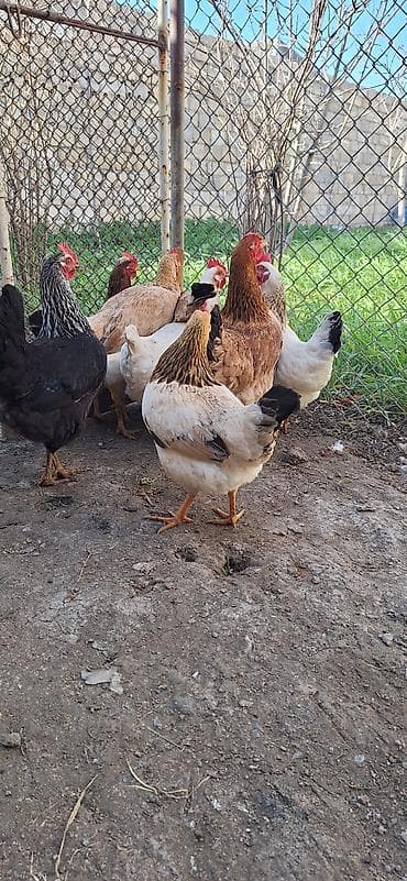 cins it: Kend toyuqları – müxtəlif rəng və cinslər13 manat 50 qepik — 6