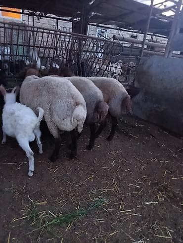 korpə quzu: SALAM HEYVANLAR TELEFONDA GORDUYUNUZ KİMİDİ CİNS QUZULARDİ HEYVANDAN — 3