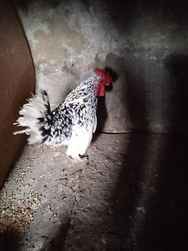 Tutuquşları: Yaponka xoruz 1 yas — 2