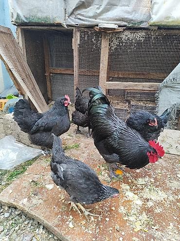 toyuq evi: SALAM.Avstorolop cuceleri satılır 3 ayligdilar .0558095657whatsappi — 3