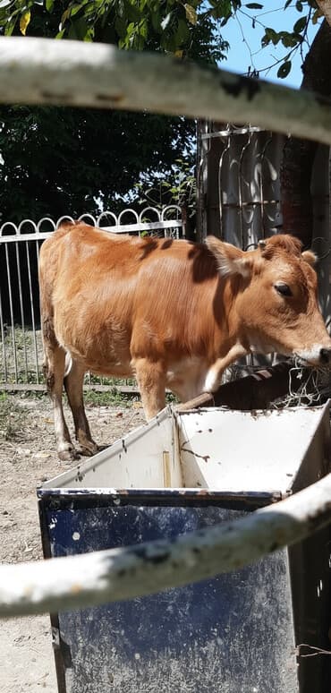 ağ pişik adları: Sağlam heyvandı kəsmyədə yarıyır damazdığada — 1