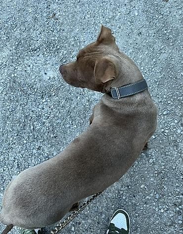 ordey satisi: Pitbul, 6 ay, Erkek, Ünvandan götürmə — 3