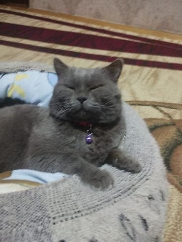 Quşlar: Britan, Erkək, Yaxşı əllərə, Ünvandan götürmə — 7