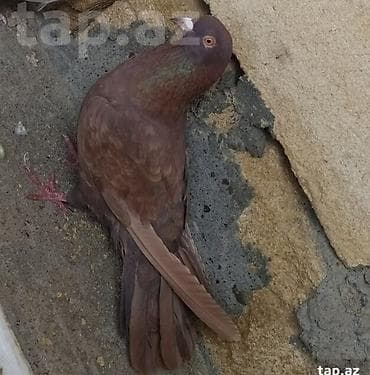 korella quşu: Göy erkək və qırmızı maya göyərçin cütü.goy erkəyin 4 saat uçuşu var — 4