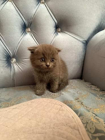 pişik yuvası: Şotland yastı qulaq — 2