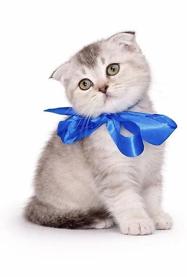 iran pisiyi: Britan, Erkək, Dişi, Yaxşı əllərə — 2