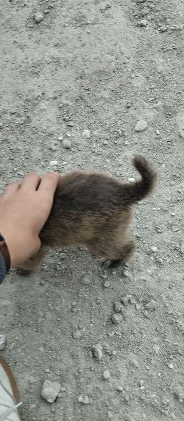 cau cau iti satilir: Balaca it balası – qısa quyruqlu, tükü qalın və yumşaq, qəhvəyi rəng — 1