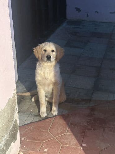 itler ucun qurd dermani: Retriever, 4 ay, Erkek, Peyvəndli — 2