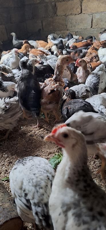 yumurtayan toyuqlar: Toyuq cücələri, Damazlıq — 9